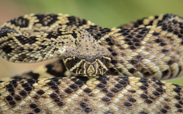 Close up of a rattlesnake showing detailed scales and head in nature