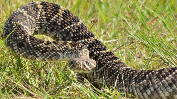 Close up of a rattlesnake slithering through green grass in natural habitat