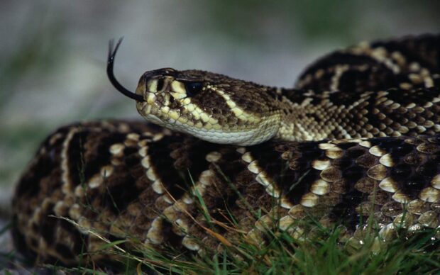 Close up of a rattlesnake with patterned scales flicking its tongue in the grass