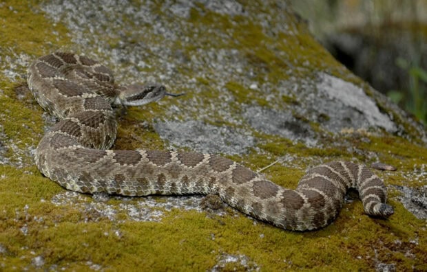 Brown rattlesnake crawling on mossy rock with its tongue out