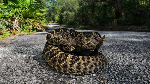 Close up of a rattlesnake coiled on a gravel path in a forested area