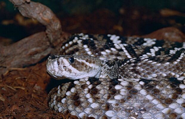 A rattlesnake resting on the forest floor with detailed patterned scales and alert eyes