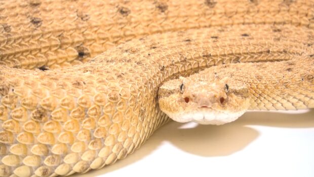 Close up of a rattlesnake showing detailed scales and focused eyes on a white background