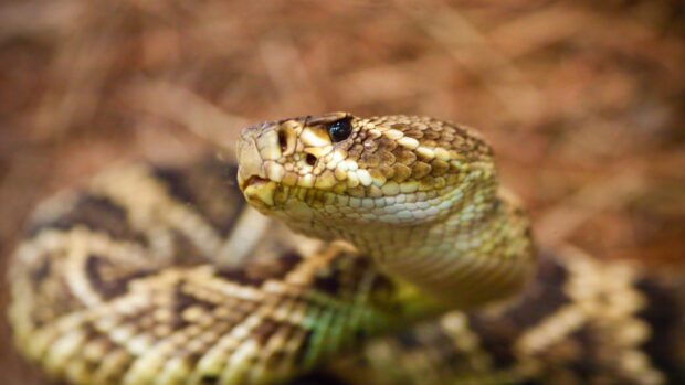 Close up of rattlesnake showing detailed scales and head in natural environment