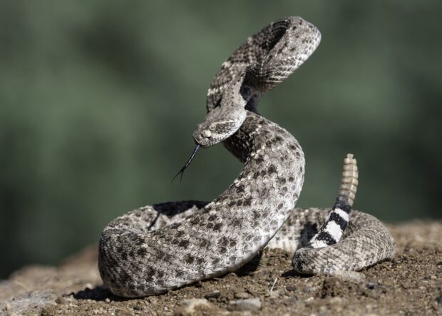 A rattlesnake coiled on dirt with its tongue flicking out and rattling tail raised