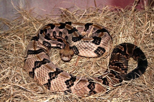 A rattlesnake coiled on dry grass showing detailed scales and patterns