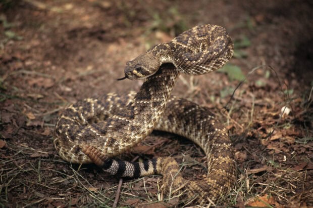 A rattlesnake raising its head on the forest floor with visible rattle on the tail