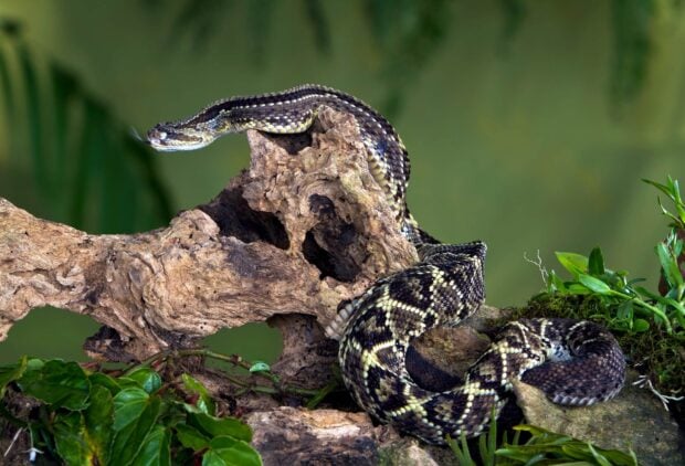 A rattlesnake resting on a textured piece of wood surrounded by green leaves