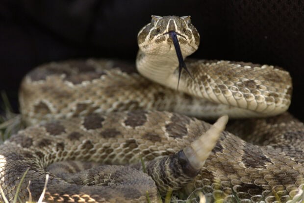 Close up of a rattlesnake with a raised tail flicking its tongue