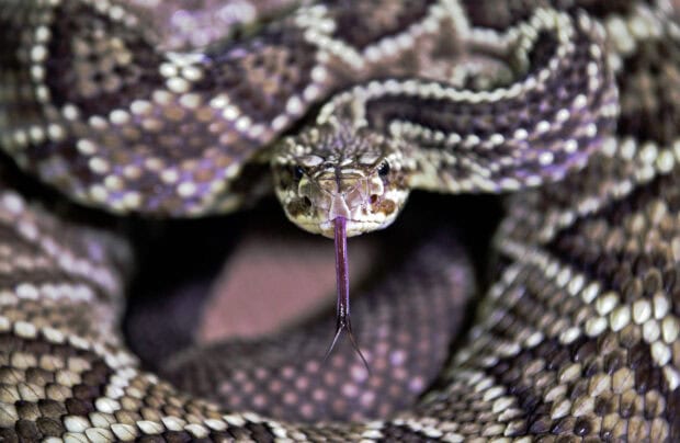 Close up of rattlesnake with forked tongue sticking out in high detail