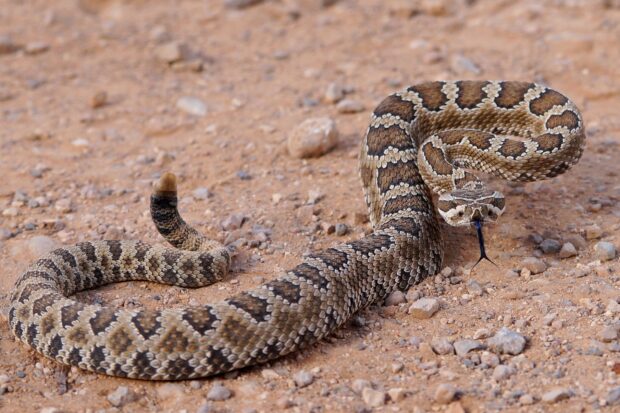 A rattlesnake coiled on a rocky ground with its tongue flicking out