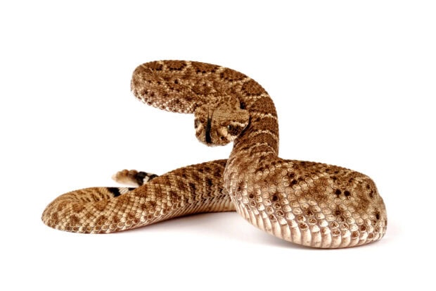 Close up of rattlesnake with textured scales on white background