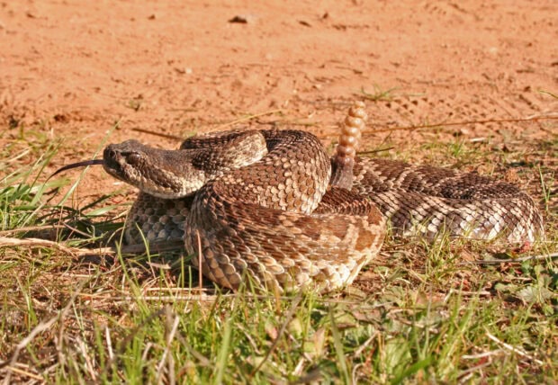 Close up of rattlesnake coiled on grass with tongue out