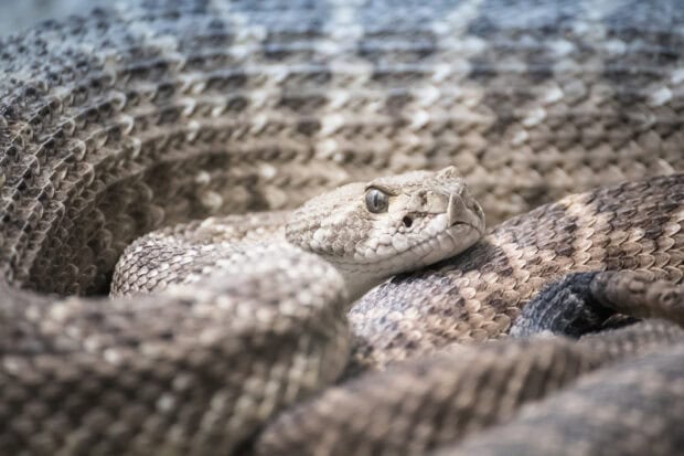 Close up of rattlesnake scales and eyes in sharp focus