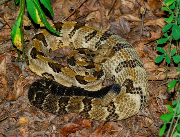 Coiled rattlesnake resting on dry leaves in natural habitat