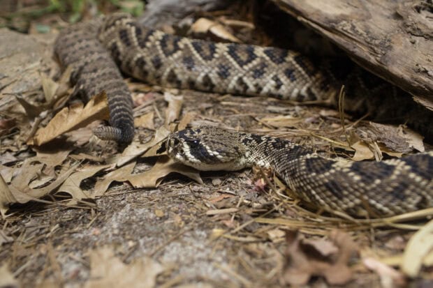 A rattlesnake camouflaged among dry leaves on the forest floor