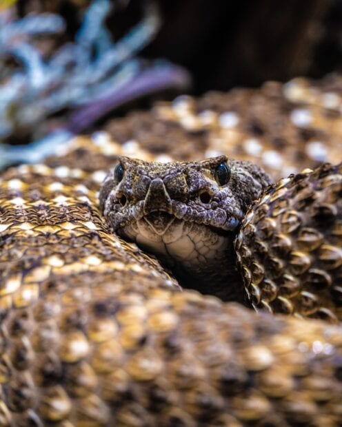 Close up view of a rattlesnake showing its scales and eyes in detail