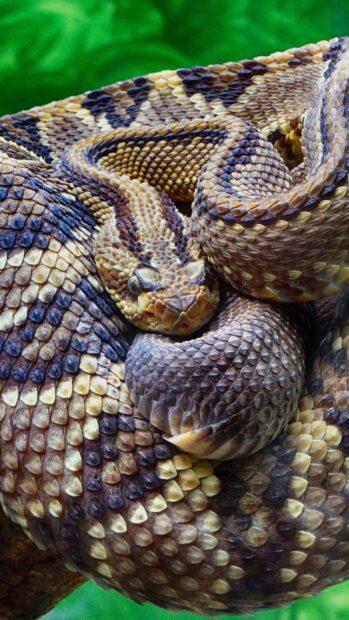 Close up of a rattlesnake coiled with detailed textured scales and head visible