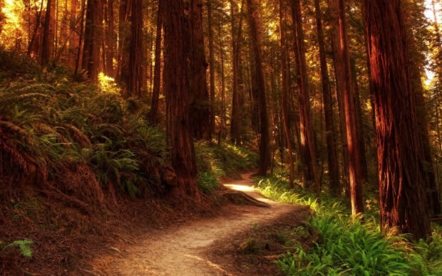A peaceful forest path surrounded by tall redwood tree trunks and lush green ferns