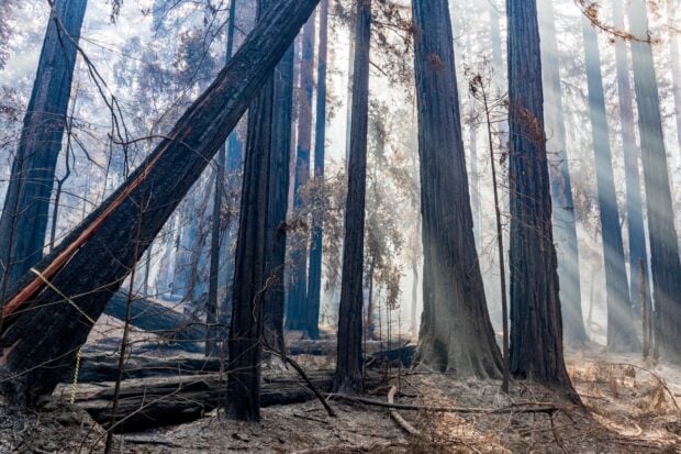 Tall redwood tree trunks standing amidst a foggy forest with scattered fallen branches and dry leaves