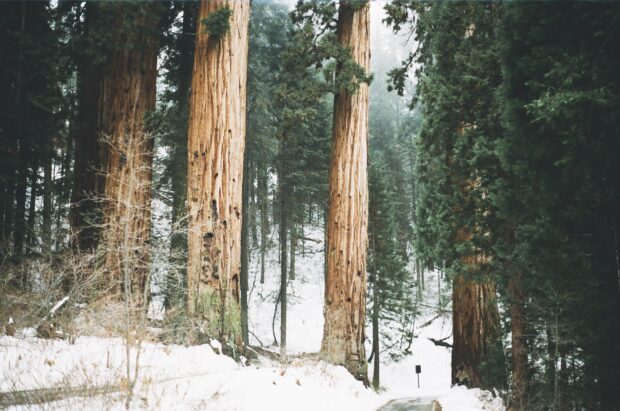 Tall redwood tree trunks standing in a snowy forest landscape with evergreen trees