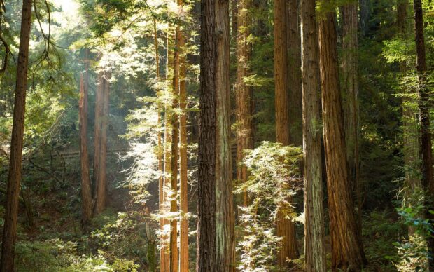 Tall redwood tree trunks surround green foliage in a sunlit forest scene