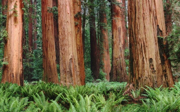 Tall redwood tree trunks surrounded by green ferns in a dense forest environment