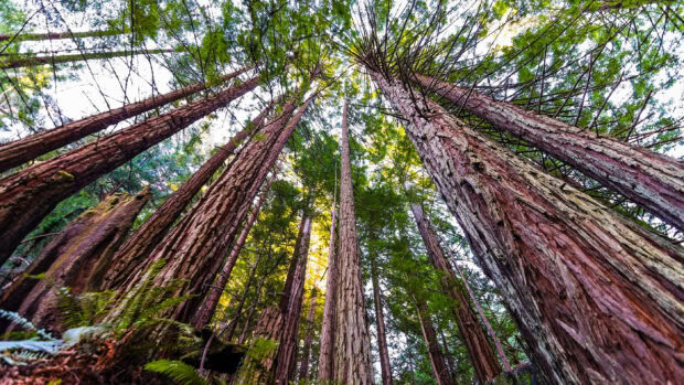 Tall redwood tree trunks surrounded by lush green foliage in a forest setting
