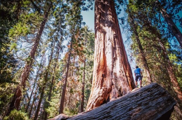 A person standing near a massive redwood tree surrounded by a forest of tall green trees