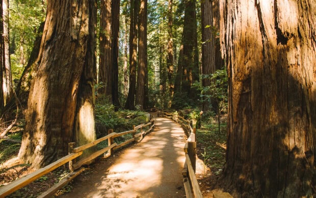 A serene forest path surrounded by towering redwood trees and lush greenery sunlight filtering through the branches