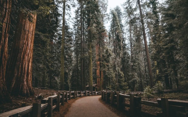 A winding path through a forest of giant redwood trees with wooden fences guiding the trail