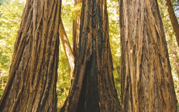 Close up view of redwood tree trunks in a dense forest with sunlight filtering through leaves