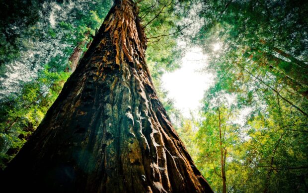 Majestic redwood tree towering high in the forest with sunlight filtering through green leaves
