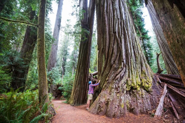 A man standing next to a giant redwood tree trunk in a dense forest