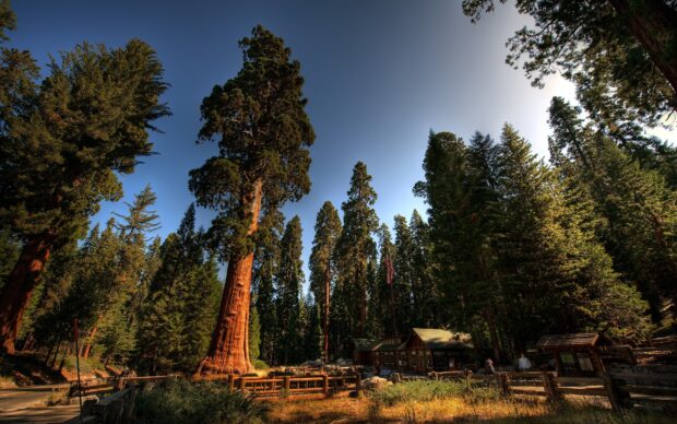 Tall redwood tree standing in a forest near a cabin under a clear blue sky