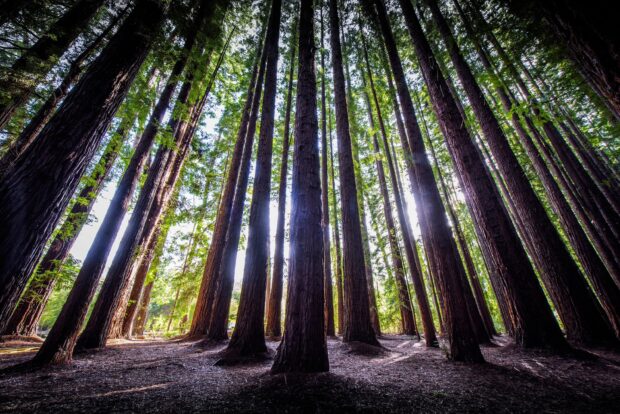 Tall redwood tree trunks in a dense forest with sunlight filtering through the leaves