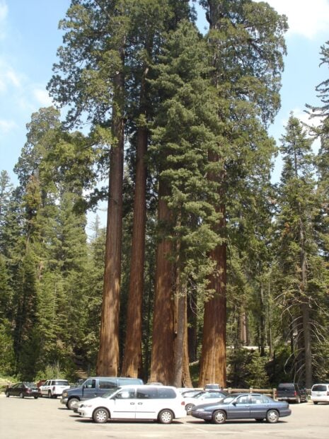 Tall redwood tree trunks rising behind parked cars in a forest parking lot