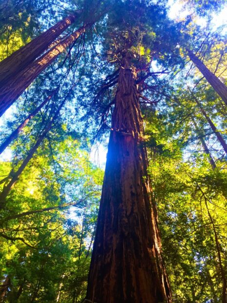 Tall redwood tree surrounded by green forest foliage under a bright blue sky