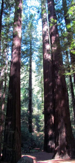 Tall redwood tree trunks standing in a dense forest with sunlight filtering through leaves