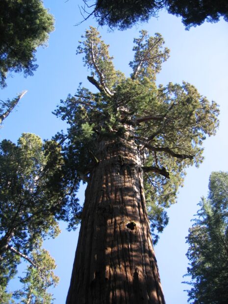 Giant redwood tree trunk and branches towering against clear blue sky
