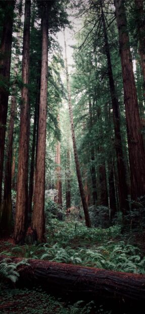 Tall redwood tree forest with dense green ferns and sunlight filtering through branches