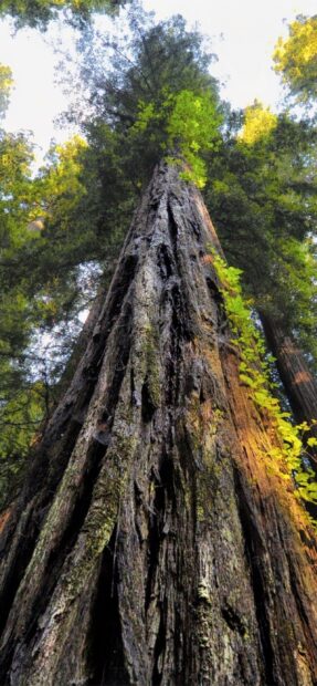 Tall redwood tree trunk with green leaves in a forest environment