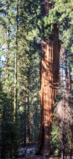 A giant redwood tree surrounded by forest in a national park
