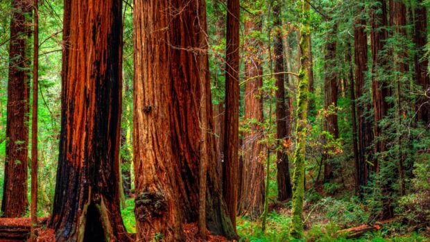 Tall redwood trees standing in a dense forest with vibrant green foliage and moss covered trunks