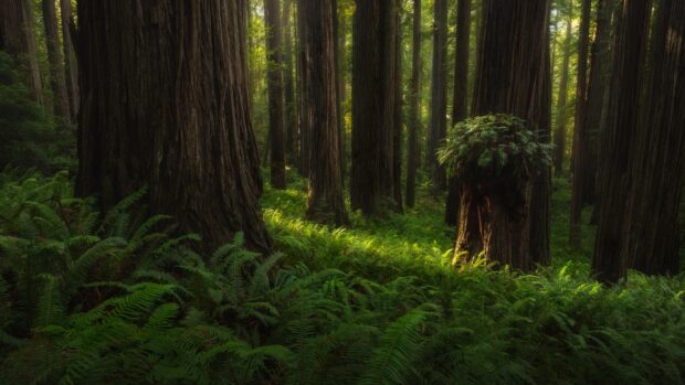 A lush green forest filled with tall redwood tree trunks and dense ground ferns illuminated by soft sunlight