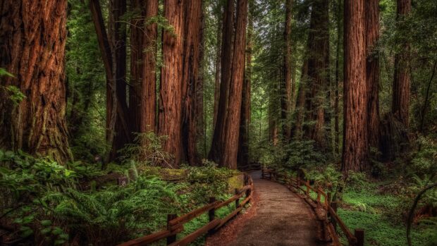 A peaceful forest path surrounded by tall redwood tree trunks and dense green foliage