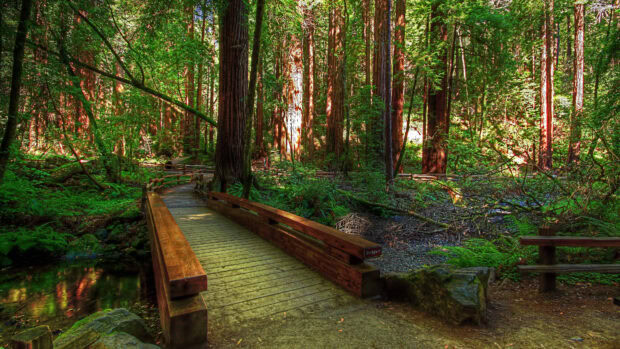 A wooden bridge crossing a stream surrounded by tall redwood trees in a vibrant forest environment