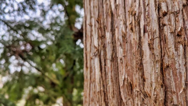 Close up view of redwood tree bark texture in natural forest environment