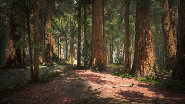 A dense forest with tall redwood trees and sunlight filtering through the branches