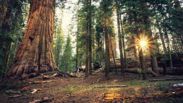 Massive redwood tree trunk in a sunlit forest with tall green trees around